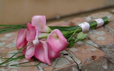 Calla Lilies – the Magnificent Beauty