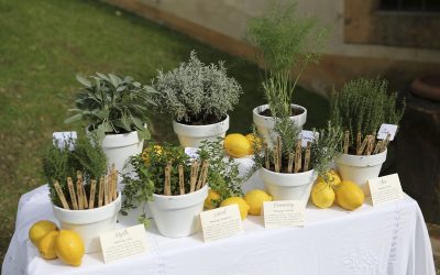 Aromatic herbs
