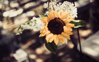 Sunflower – Rustic dream!